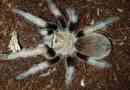 Aphonopelm hallcodess: fotó spider, teljes információ